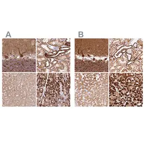 Merck Anti-MT-CO2 antibody produced in rabbit