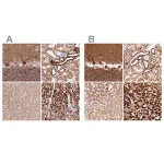 Merck Anti-MT-CO2 antibody produced in rabbit
