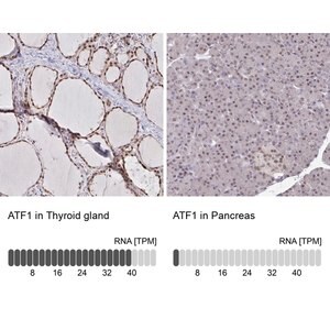Merck Anti-ATF1 antibody produced in rabbit