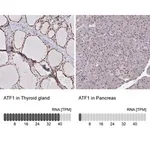 Merck Anti-ATF1 antibody produced in rabbit