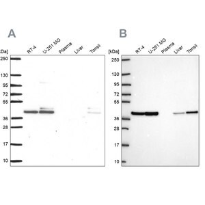 Merck Anti-STRAP antibody produced in rabbit
