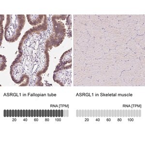 Merck Anti-ASRGL1 antibody produced in rabbit
