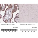 Merck Anti-ASRGL1 antibody produced in rabbit