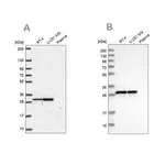 Merck Anti-MRPL28 antibody produced in rabbit