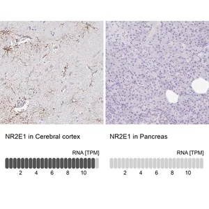 Merck Anti-NR2E1 antibody produced in rabbit