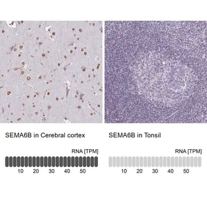 Merck Anti-SEMA6B antibody produced in rabbit