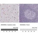 Merck Anti-SEMA6B antibody produced in rabbit