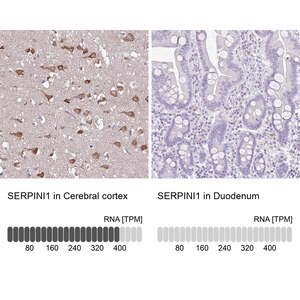 Merck Anti-SERPINI1 antibody produced in rabbit