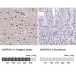 Merck Anti-SERPINI1 antibody produced in rabbit