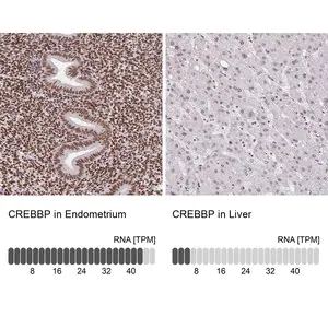 Merck Anti-CREBBP antibody produced in rabbit