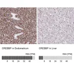 Merck Anti-CREBBP antibody produced in rabbit