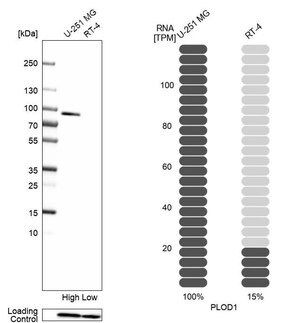 Merck Anti-PLOD1 antibody produced in rabbit