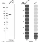 Merck Anti-PLOD1 antibody produced in rabbit