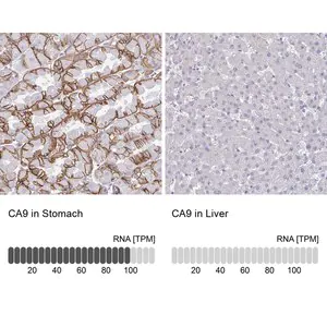 Merck Anti-CA9 antibody produced in rabbit