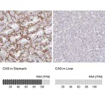Merck Anti-CA9 antibody produced in rabbit