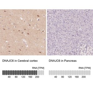 Merck Anti-DNAJC6 antibody produced in rabbit