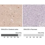 Merck Anti-DNAJC6 antibody produced in rabbit