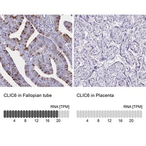 Merck Anti-CLIC6 antibody produced in rabbit