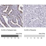 Merck Anti-CLIC6 antibody produced in rabbit