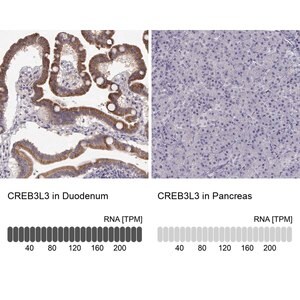 Merck Anti-CREB3L3 antibody produced in rabbit