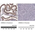 Merck Anti-CREB3L3 antibody produced in rabbit