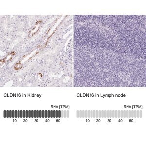 Merck Anti-CLDN16 antibody produced in rabbit