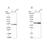 Merck Anti-ARFGAP1 antibody produced in rabbit