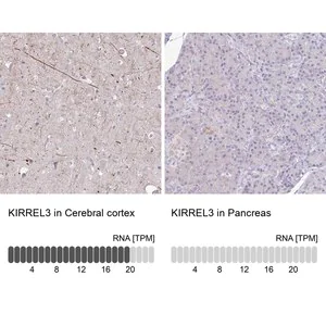 Merck Anti-KIRREL3 antibody produced in rabbit