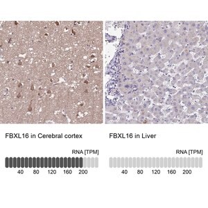 Merck Anti-FBXL16 antibody produced in rabbit