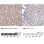 Merck Anti-FBXL16 antibody produced in rabbit