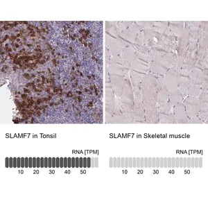 Merck Anti-SLAMF7 antibody produced in rabbit