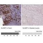 Merck Anti-SLAMF7 antibody produced in rabbit