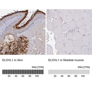 Merck Anti-ELOVL1 antibody produced in rabbit