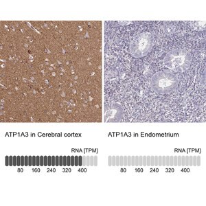 Merck Anti-ATP1A3 antibody produced in rabbit