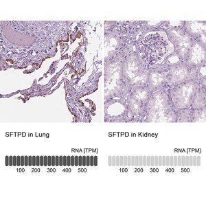 Merck Anti-SFTPD antibody produced in rabbit
