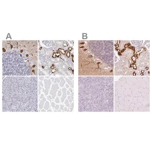 Merck Anti-CALB1 antibody produced in rabbit