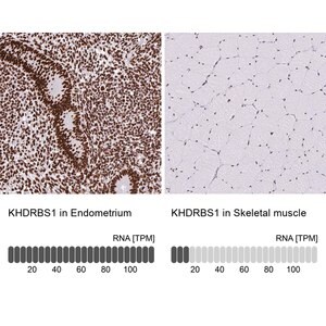 Merck Anti-KHDRBS1 antibody produced in rabbit
