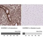 Merck Anti-KHDRBS1 antibody produced in rabbit