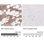 Merck Anti-HK3 antibody produced in rabbit