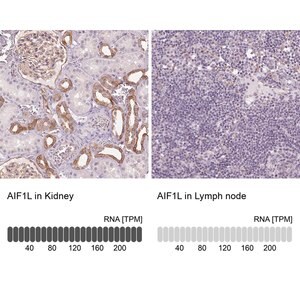 Merck Anti-AIF1L antibody produced in rabbit