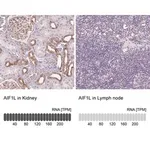 Merck Anti-AIF1L antibody produced in rabbit