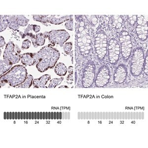 Merck Anti-TFAP2A antibody produced in rabbit