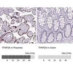 Merck Anti-TFAP2A antibody produced in rabbit