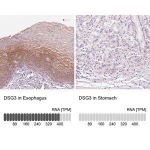 Merck Anti-DSG3 antibody produced in rabbit