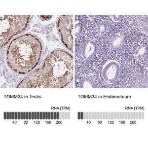 Merck Anti-TOMM34 antibody produced in rabbit