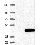 Merck Anti-NT5C3A antibody produced in rabbit