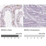 Merck Anti-BEND2 antibody produced in rabbit