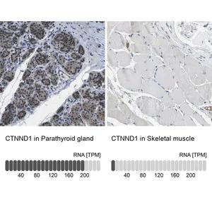 Merck Anti-CTNND1 antibody produced in rabbit