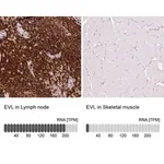 Merck Anti-EVL antibody produced in rabbit