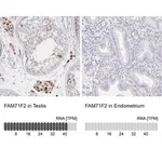 Merck Anti-FAM71F2 antibody produced in rabbit